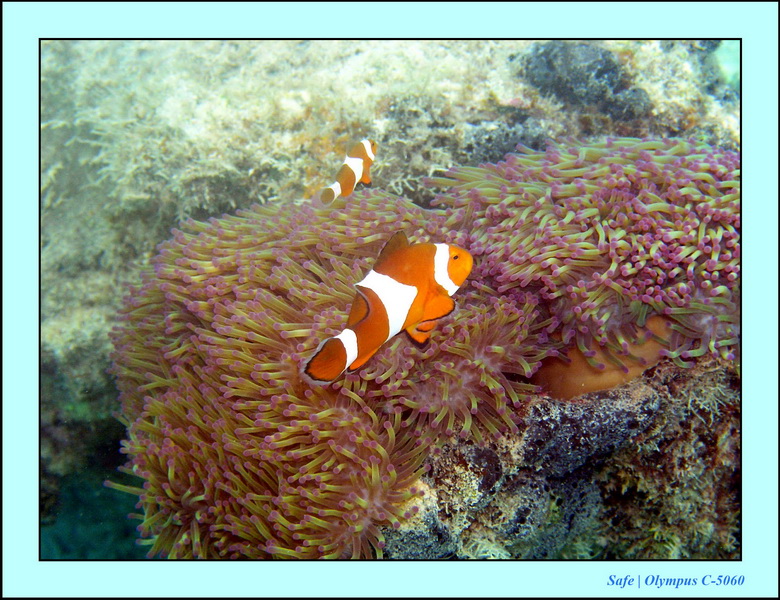 2005 - 08 - Perhentian  - 079.JPG